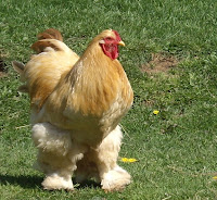 Mi casa de la pradera: Los habitantes ( Parte I)